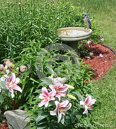 Bluejay on birdbath Stock Photo