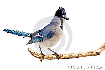 Bluejay displays its plumage Stock Photo