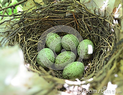 Bluejay eggs in nest Stock Photo