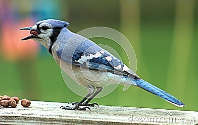 Bluejay Stock Photo