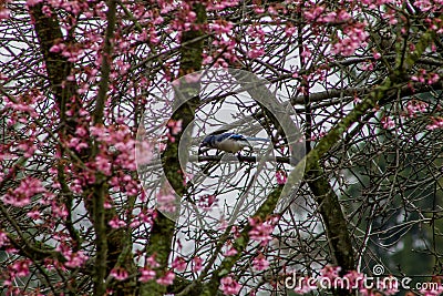 BlueJay Hiding in Yoshino Cherry Blossom Tree Stock Photo