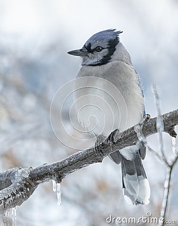 Bluejay on Icy tree Stock Photo