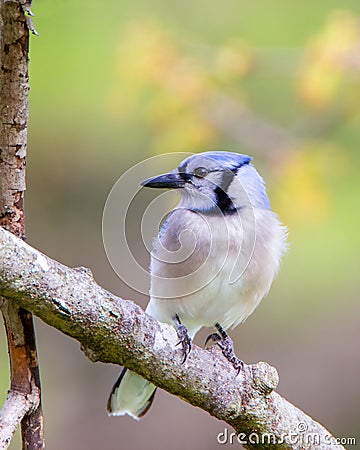 Bluejay in oak in spring Stock Photo