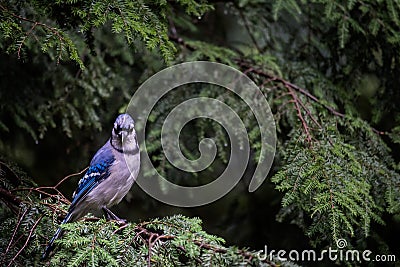 Bluejay perched on a tree branch Stock Photo