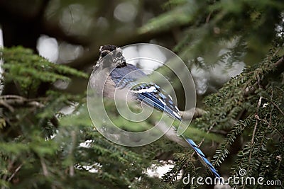 Bluejay perched on a tree branch Stock Photo