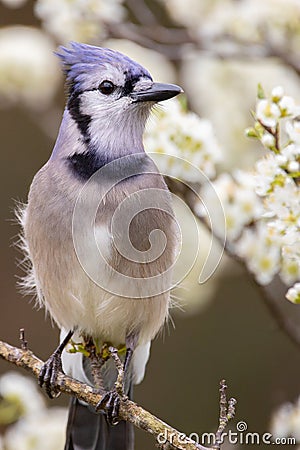 Bluejay Perching in a Plum Tree Stock Photo