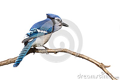 Bluejay pictured from behind sitting on branch Stock Photo