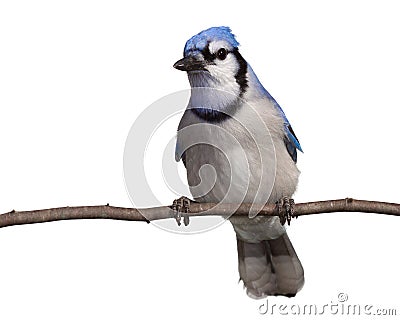 Bluejay ponder its next move Stock Photo