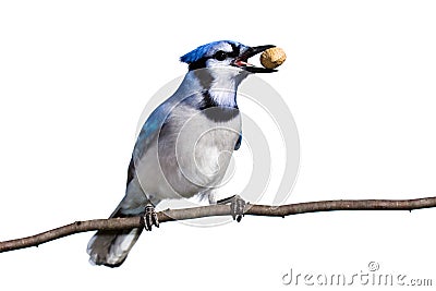 Bluejay prepares for flight with a peanut Stock Photo