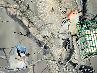 Bluejay and Red-bellied Woodpecker sitting on branches near a suet feeder Stock Photo
