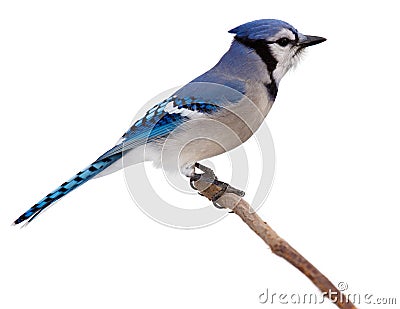 Bluejay scans its surroundings Stock Photo