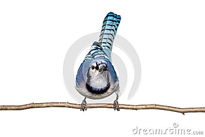 Bluejay sitting on branch looking straight ahead Stock Photo