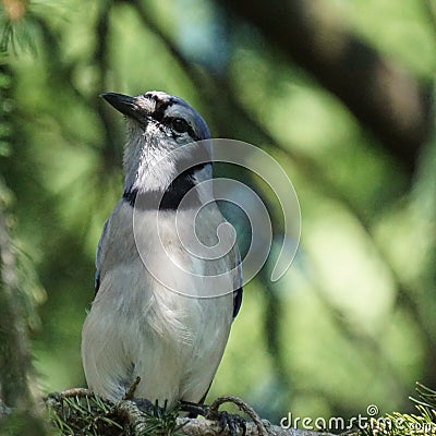 Bluejay sitting in a pine tree. Stock Photo