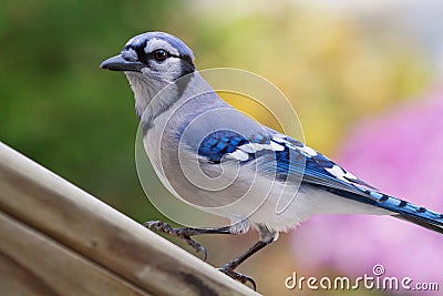 Bluejay Stock Photo