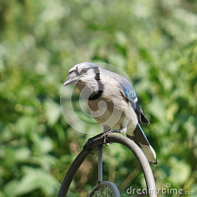 Bluejay sitting on top of a shepherd hook. Stock Photo