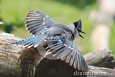 Bluejay Stock Photo