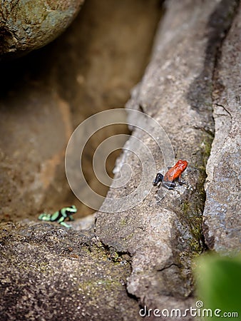 Bluejeans Red Frog over Rock Stock Photo