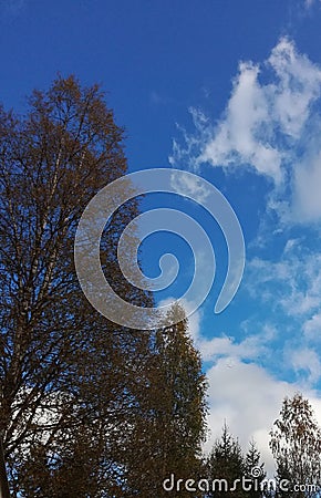 Bluesky north sky forest cloud clouds Stock Photo