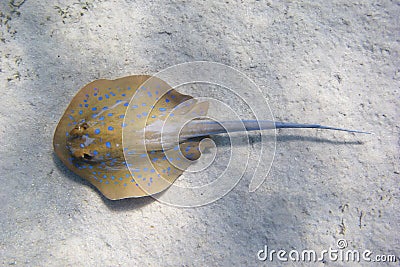 Bluespotted ribbontail ray - Blaupunktrochen Stock Photo