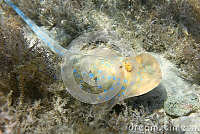 Bluespotted stingray Stock Photo