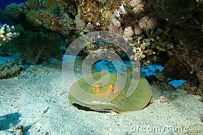 Bluespotted Stingray Stock Photo