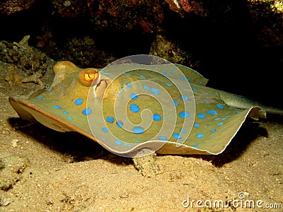 Bluespotted stingray Stock Photo