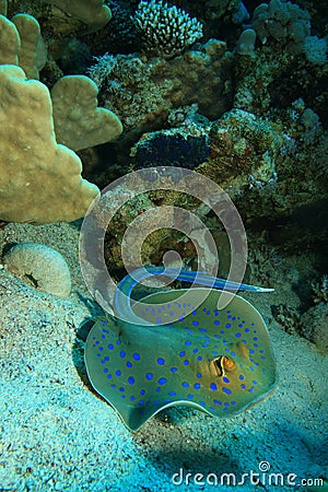 Bluespotted Stingray Stock Photo