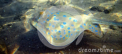 Bluespotted stingray Stock Photo