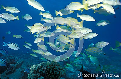 Bluestripe Snapper and Hawaiian Sergeant Fish Stock Photo