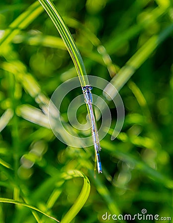 Bluet, blue damselfly, dragonfly, delicate animal, Stock Photo