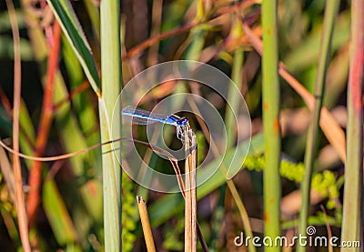 Bluet, damselfly, dragonfly family, insect Stock Photo