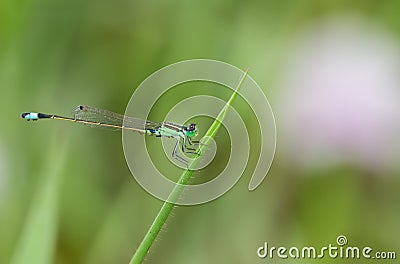 Bluetail , Ischnura senegalensis , The female green needle dragonfly has an egg beneath its belly on the grass, blurred green Stock Photo