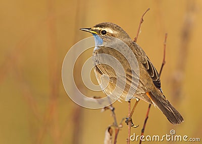 Bluethroat Stock Photo