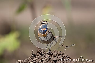 Bluethroat 3 Stock Photo