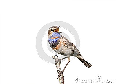 The Bluethroat bird is singing sitting on a branch on white isolated Stock Photo