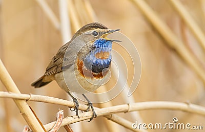 Bluethroat, luscinia svecica. Bird is singing Stock Photo