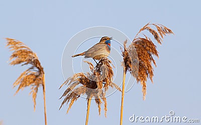 Bluethroat, Luscinia svecica. An early morning bird sings while sitting on top of a reed Stock Photo