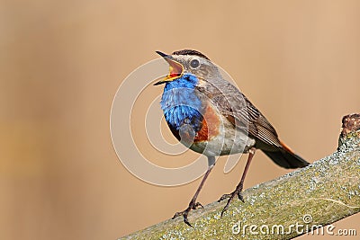 Bluethroat Stock Photo