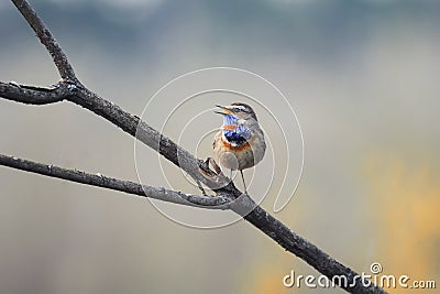 the Bluethroat singing on branch in spring Park Stock Photo