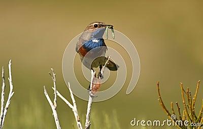 Bluethroat with a worm in the sierra de gredos Stock Photo