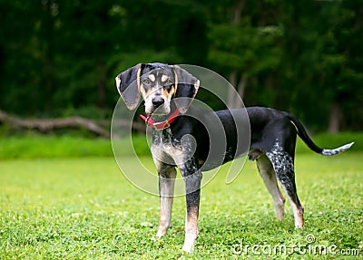 A Bluetick Coonhound dog standing outdoors Stock Photo