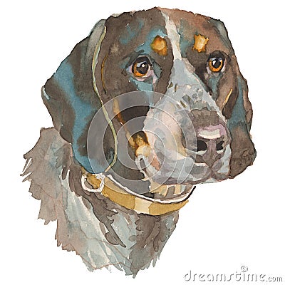 The bluetick coonhound watercolor hand painted dog portrait Stock Photo