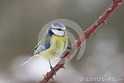 Bluetit Stock Photo