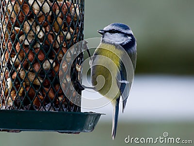 Bluetit on birdfeeder Stock Photo