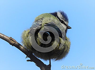 The bluetit with black closed beak and with ruffled feather on the dark brown branch. Stock Photo
