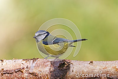 Bluetit (Parus caeruleus) Stock Photo