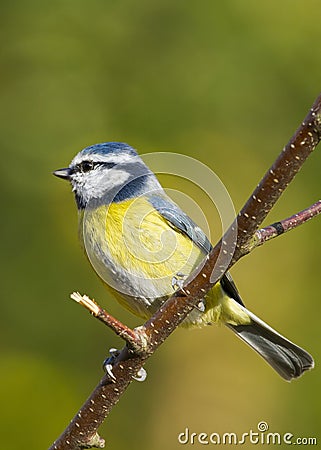 Bluetit (Parus caeruleus) Stock Photo