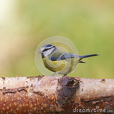 Bluetit (Parus caeruleus) Stock Photo