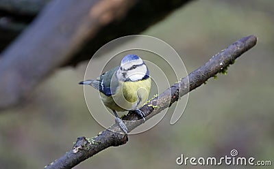Bluetits perched on a branch in the woods Stock Photo