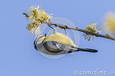 Bluetit Parus caeruleus Stock Photo